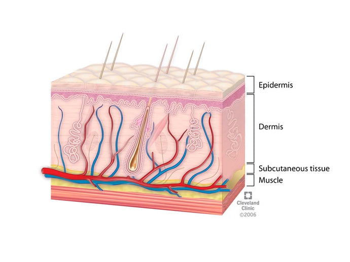Ever wondered what makes up the layers of your skin?